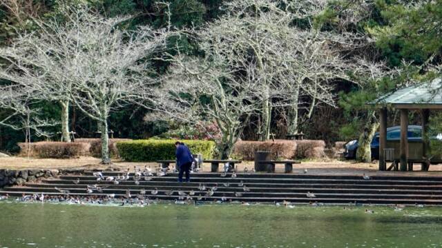 三島池　餌やり